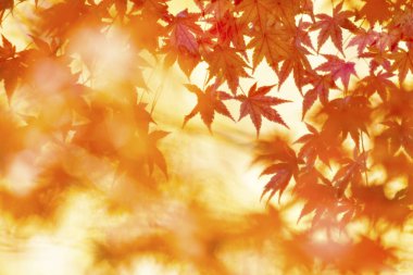 Japonya 'da sonbahar sarı yaprakları