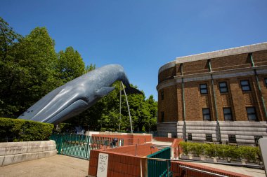 Gerçek boyutta Mavi Balina Heykeli, Ulusal Doğa ve Bilim Müzesi, Ueno, Tokyo, Japonya