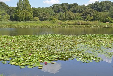 Bir gölün kıyısında küçük bir su zambağı.