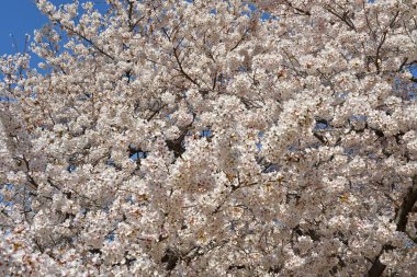 Bahar bahçe içinde güzel çiçek açan ağaçlar 