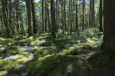 Düşmüş bir ağaç ve karlı bir orman.