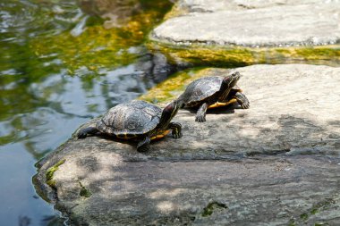 İki küçük kırmızı kaplumbağa taşların üzerinde dinleniyor. 