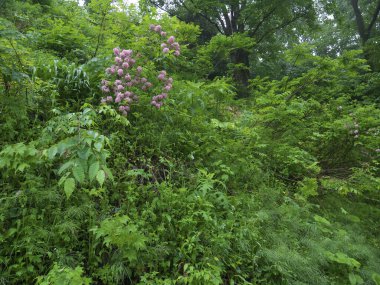 güzel çiçek arkaplan görüntüsü 