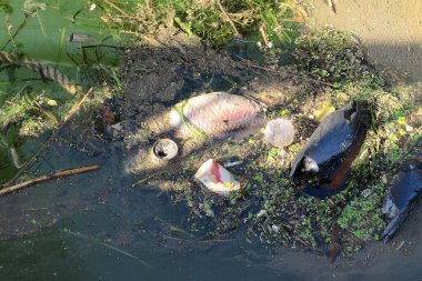 Yeşil su bitkileri arasında yüzen çöpler ve ölü balıklar