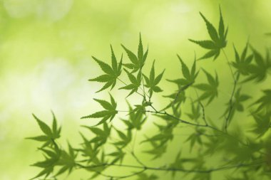 yeşil yapraklar, bitkiler ve yapraklar