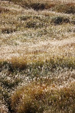 Parkta sonbahar çimenleri doğa arka planında