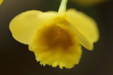 Orkide çiçeği yaprakları, flora