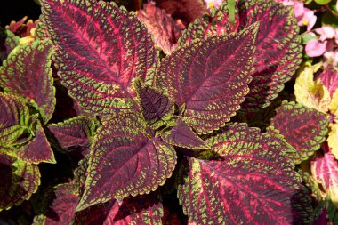 Pembe yapraklı bitki, yakın plan. 