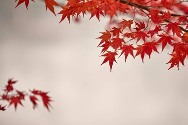 Sonbaharda Akçaağaç