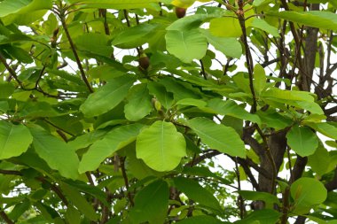 Baharda yeşil kestane