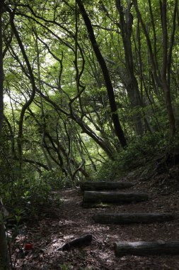 Ormandaki tahta patika.