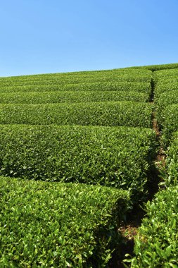 Cameron Highlands, Malezya 'daki çay çiftliği.