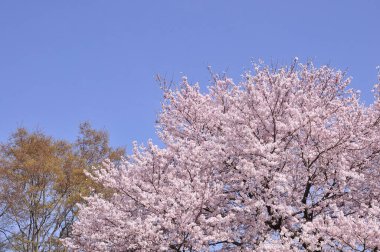 Sakura ağacı çiçeği manzarası, kiraz çiçeği 