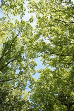 Parktaki yeşil yaprakların ve ağaçların güzel manzarası      
