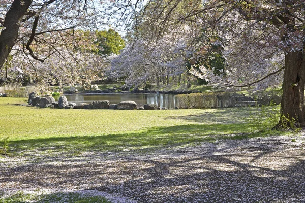 Vista Close Belas Flores Árvores Jardim Primavera — Fotografia de Stock