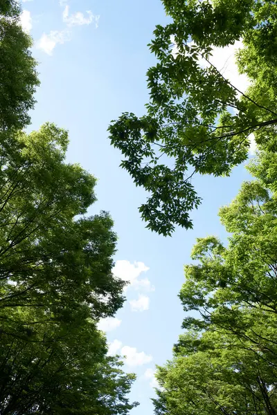 Зеленые Листья Дереве — стоковое фото