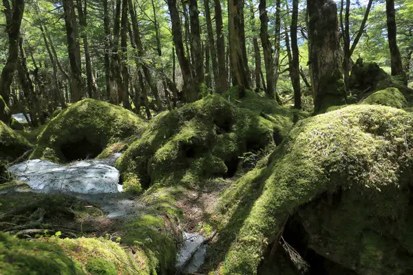 モスに覆われた岩や木々を有する森 — ストック写真