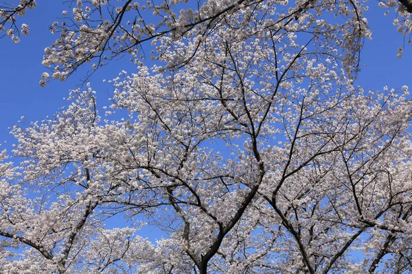 Japonya 'da ilkbaharda güzel kiraz çiçekleri