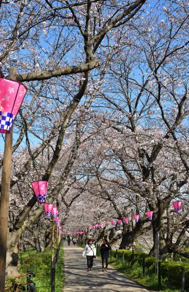 Sakura Floresce Primavera Japão — Fotografia de Stock