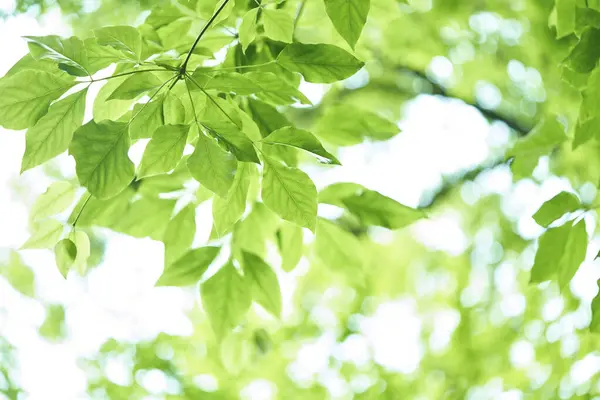Grüne Blätter Garten — Stockfoto