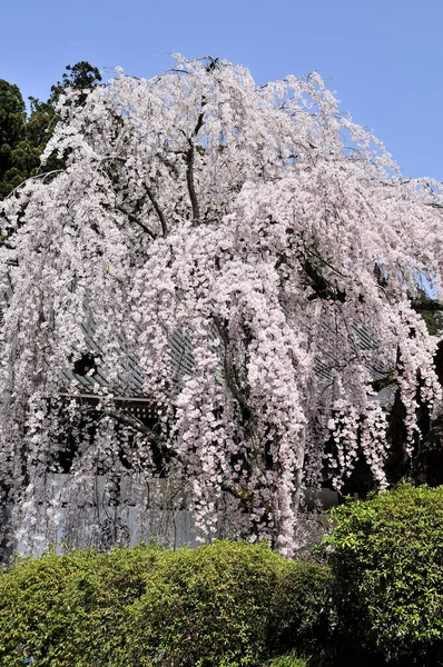 pink sakura flowers in the park in japan