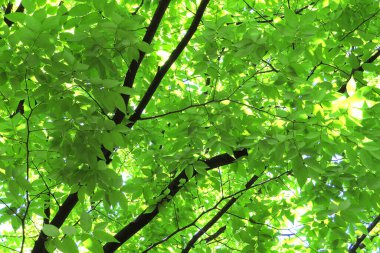 Ormandaki ağaç dallarında yeşil yapraklar