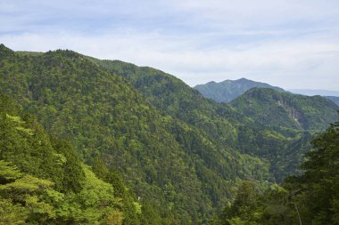 Yeşil orman ve ağaçlarla kaplı dağ manzarası 