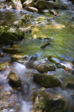 basamaklı şelale orman