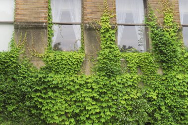 Eski evin duvarında yeşil sarmaşık 