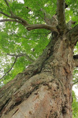 Yaz parkında büyük yaşlı bir ağaç