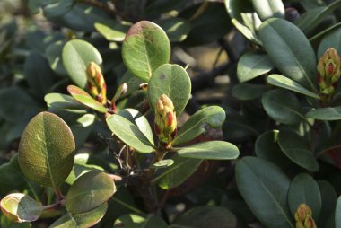 Yeşil yapraklı ve tomurcuklu çalıların yakın plan çekimi.