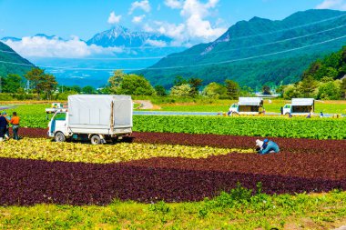 Lahana tarlasında çalışan insanlar.