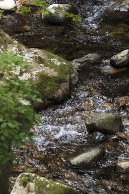 Yeşil ormandaki küçük nehrin manzarası 