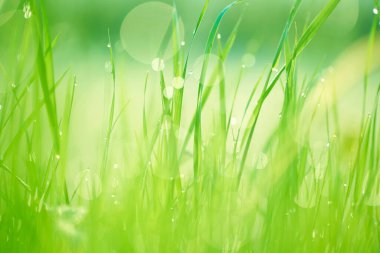 Taze çimenler ve çiğ damlaları doğada