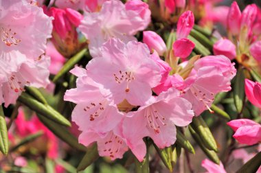 Pembe ormangülü çiçek çiçeklenme