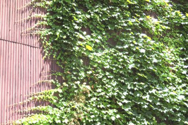 yeşil üzüm yaprakları sarmalamış eski yazlık evi 