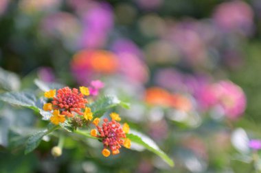 Renkli çiçeklerin arkaplan resmi, arka plan doğası