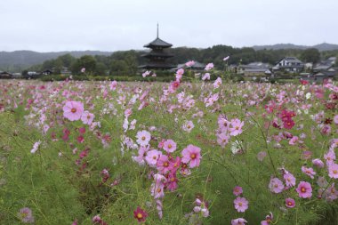 Bahçedeki güzel çiçekler