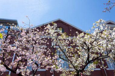 Japonya 'da kiraz çiçeği zamanı