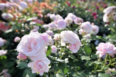 Bahçede açan güzel güllere yaklaş.    