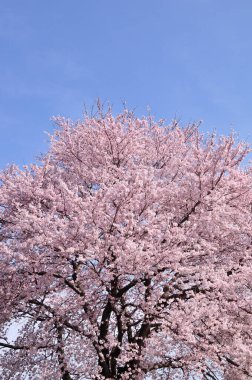 Sakura ağacı çiçeği manzarası, kiraz çiçeği 