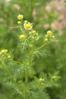 Güzel botanik fotoğrafı, doğal duvar kağıdı.