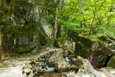 Yeşil ormandaki küçük nehrin manzarası 