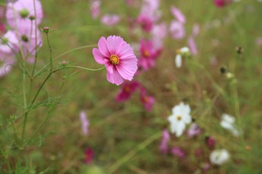 Bahçedeki güzel pembe kozmos çiçekleri