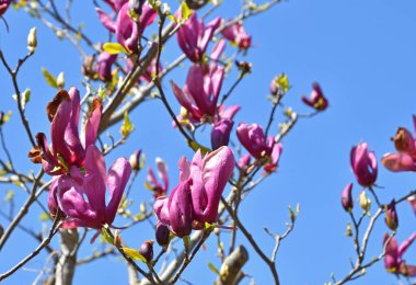 Baharda bahçede çiçek açan güzel ağaçların yakın görüntüsü.     