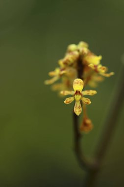 Açık büyüyen renk çiçekler yakın