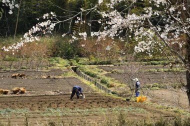 Baharda bahçede çiçek açan güzel ağaçların yakın görüntüsü.     