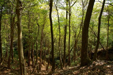 Eski şehrin ormanı, şehrin en ünlü yeri.