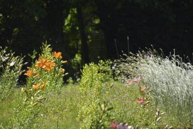 Güzel botanik fotoğrafı, doğal duvar kağıdı.