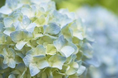 Mavi ortanca çiçekleri yakın çekim